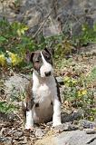 BULL TERRIER 020